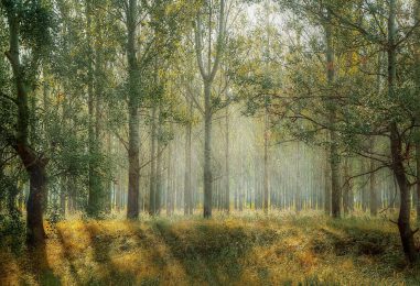 Hur man överlever i skogen utan erfarenhet av naturen